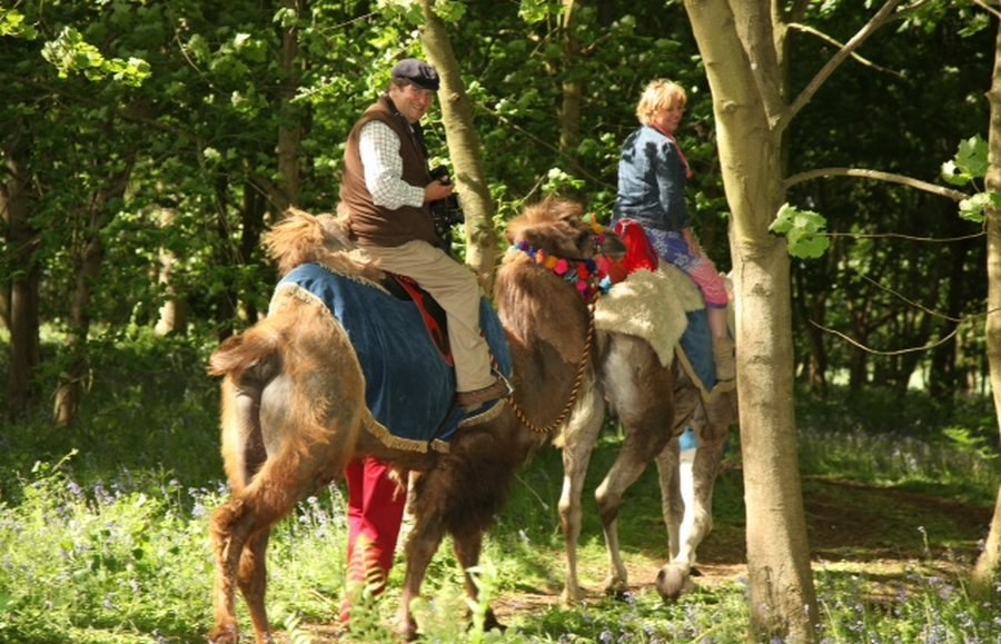 Joseph’s Amazing Camels